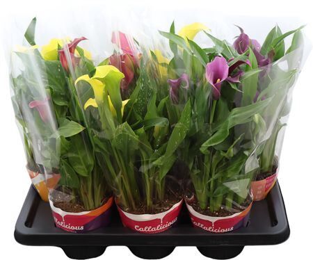 Zantedeschia (calla) Mix In Potcove