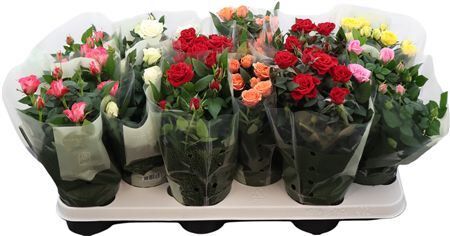 Ro Kordana Gem 6 Srt