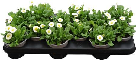 Bellis P Kl Ru White