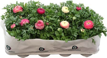 Ranun Sprink Vio Bic