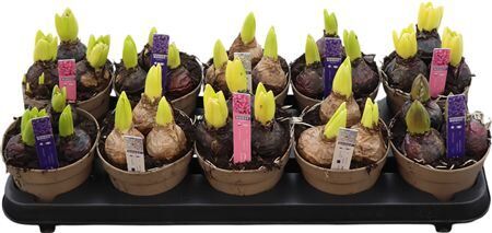 Hyacin Pear Gem 4 Kl