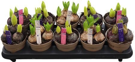 Hyacin Pear Gem 4 Kl