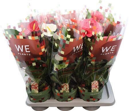 Anthu A Mixed 4 Colors