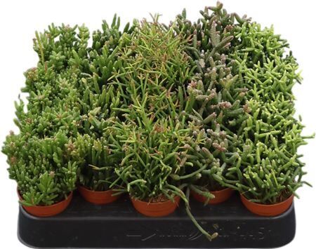 Rhipsalis Gemengd