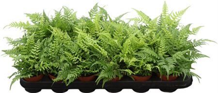 Athyrium