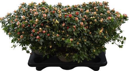 Rhodo Si P Sachsenst Xxl 50cm