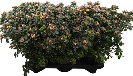 Rhodo Si P Sachsenst Xxl 50cm