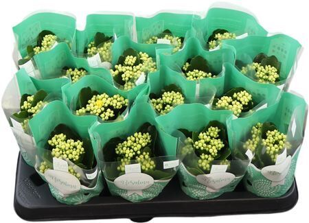 Kal Ge Amarillo Yell