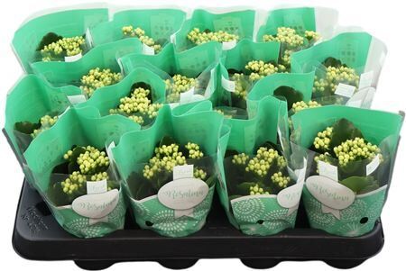 Kal Ge Amarillo Yell