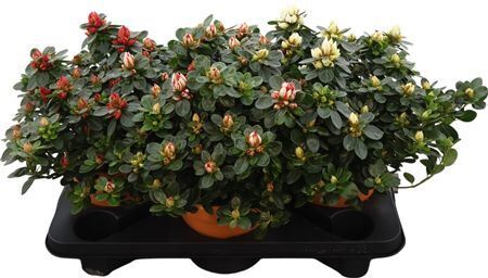 Rhodo Si Sachsen Gem