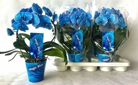 Phal Boog Blauw 2 Tak