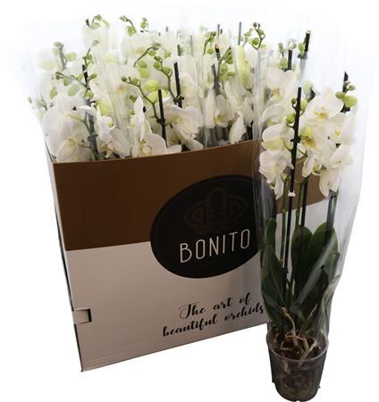 Phal An Nottingham 3 Tak