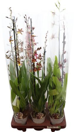 Cambria Grp Gem 2 Tak