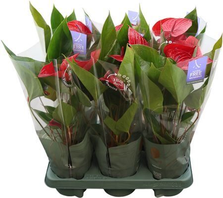 Anthu An Picanta Red