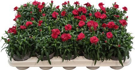 Dianthus Dark Red