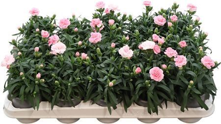 Dianthus Light Pink