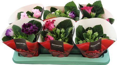 Gloxinia Sonata Mix 13 Cm Decorum
