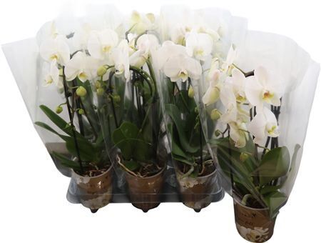 Phal Cascade Niagara Fall White 2 Spike