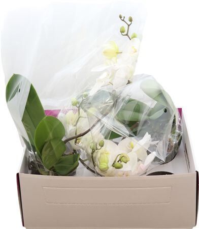 Phal A2 Vivalto White 1 Spike