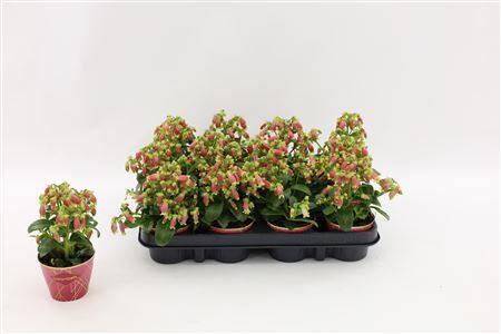 Kalanchoe Dream Bells Potcover