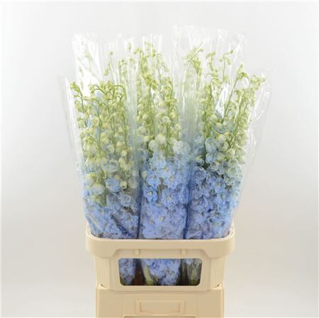 Delphinium Dewi Boy