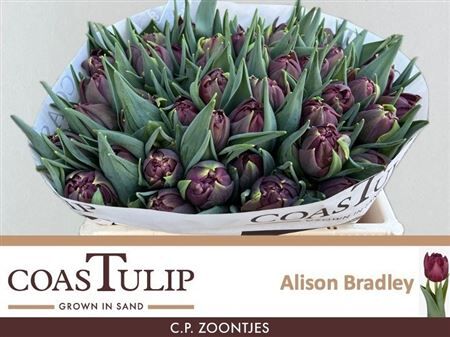 Tu Du Alison Bradley