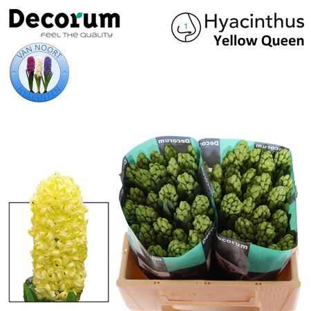 Hyac Yellow Queen