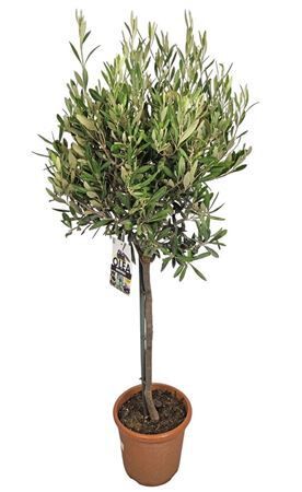 Olea Europaea Stam