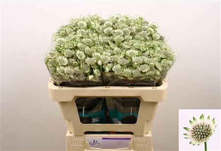 Astrantia Billion Stars Xl