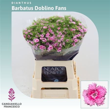 Di Barb Doblino Fantasia