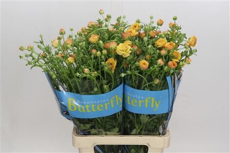 Ranunculus Butterfly Vestalis