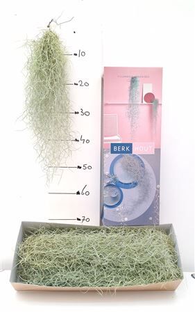 Till Usneoides