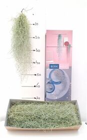 Till Usneoides