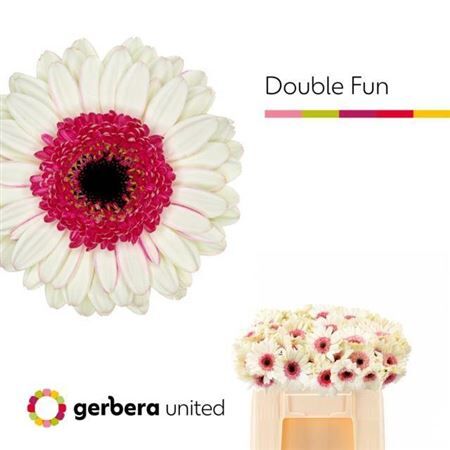 Ge Mi Double Fun