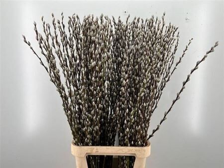 Salix Wilgenkatjes Spray P Stem