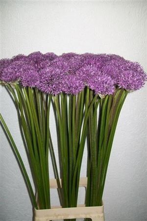Allium Gladiator