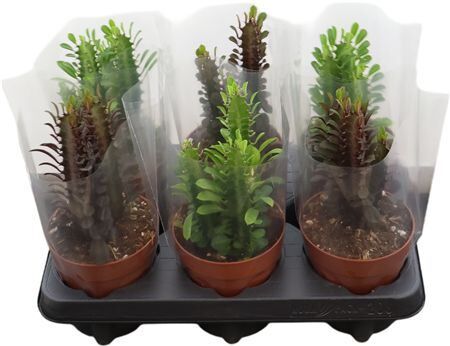 Euphorbia Trigona Gemengd