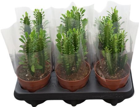 Euphorbia Trigona