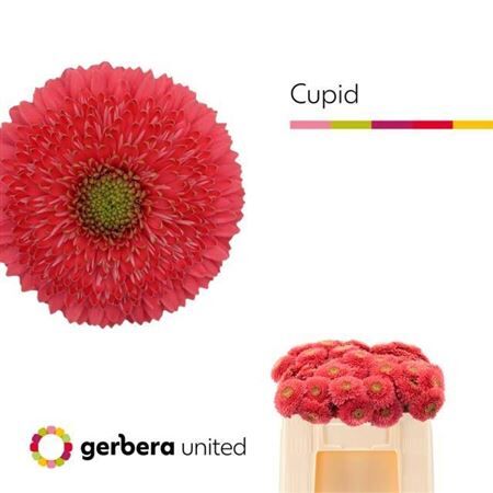Ge Mi Pom Terra Cupid