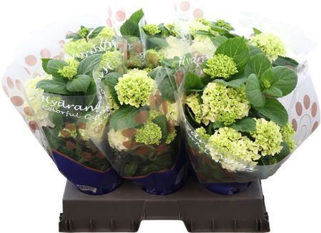 Hydr M Hi White Sun 9+