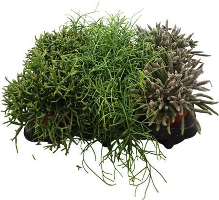 Rhipsalis Gemengd