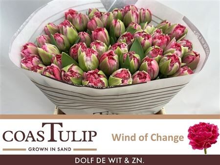 Tu Du Wind Of Change