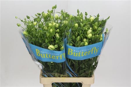 Ran Butterfly Litai Creme