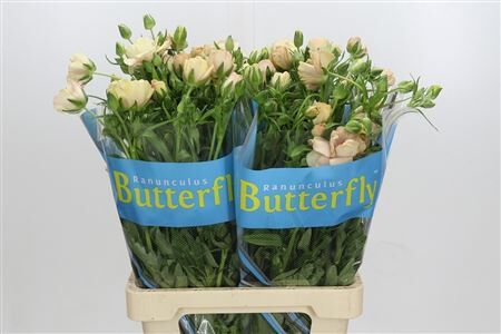 Ranunculus Butterfly Hestia