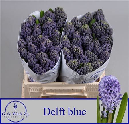 Hyac Delft Blue