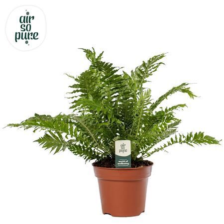 Blechnum Silver Lady
