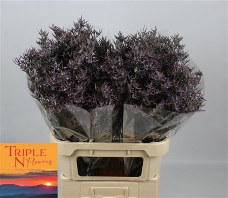 Lim Safora Lilac