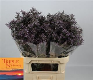Lim Safora Lilac