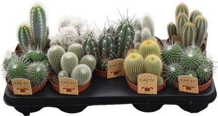 Cactus Gemengd