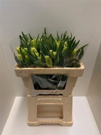 Tu Gefr Rebellious Yellow